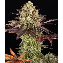 Apple Fritter, Фасовка: 3